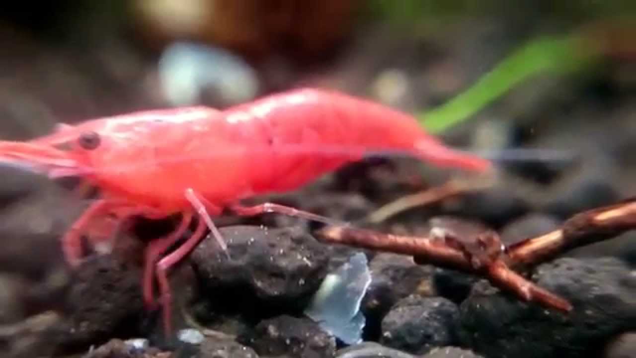 25 lt.lik sakura karides tankı