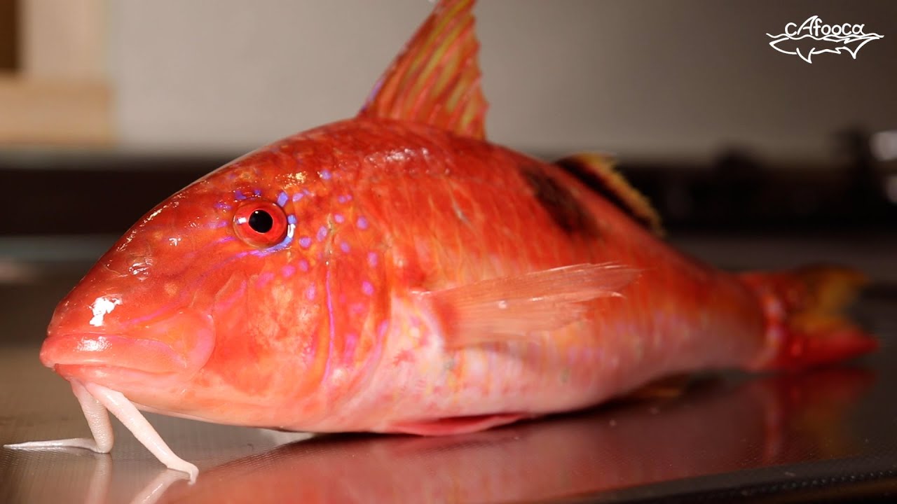 日本では外道でもイタリアでは大人気な魚