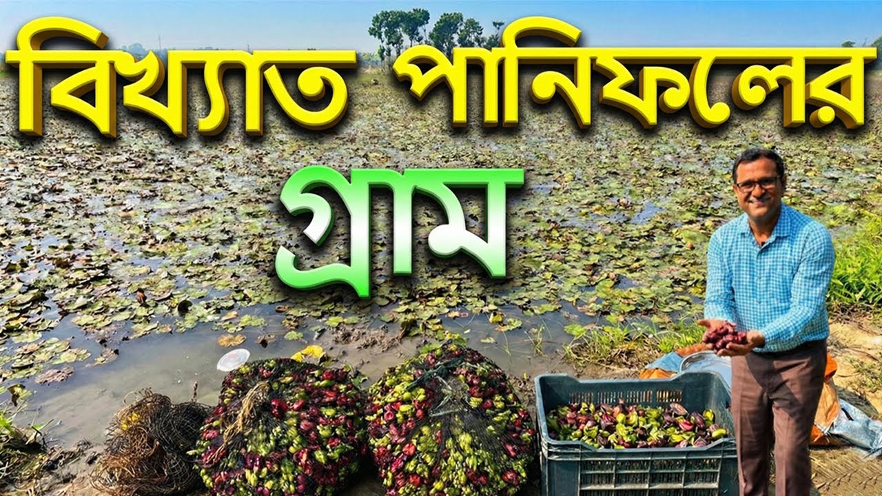 বিখ্যাত পানিফল হাট | Largest Water Chesnut Village Market | offbeat places near kolkata