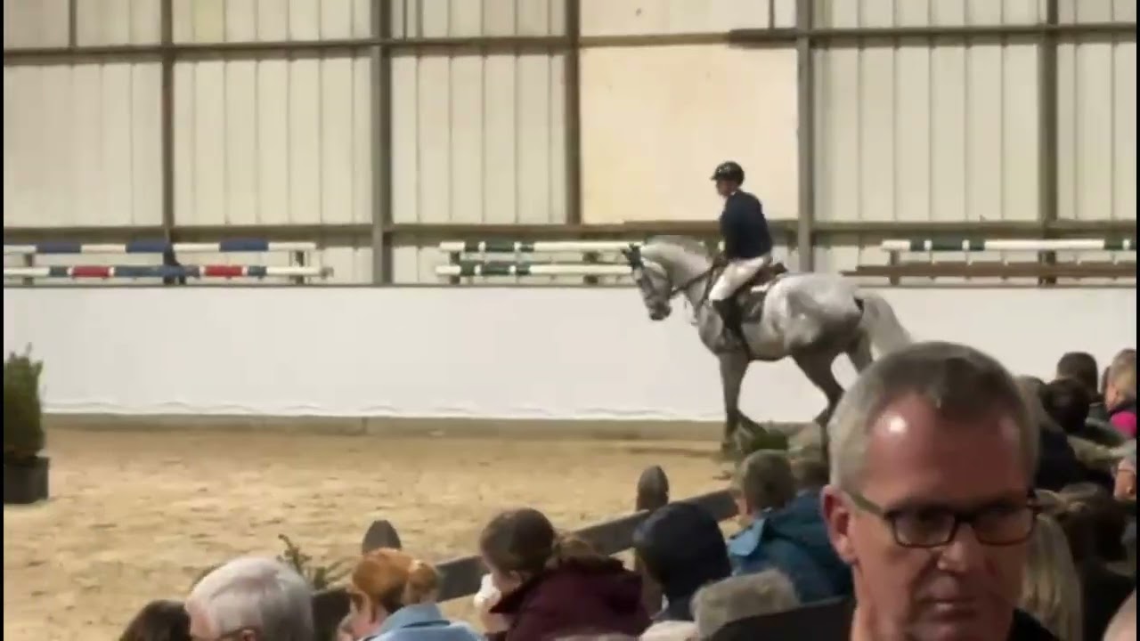7-jarige BWP gekeurde hengst Commander Bond (Corrado I x For Pleasure)