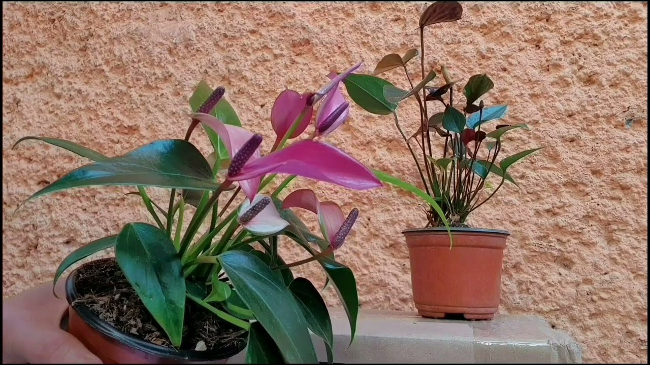 ANTURIOS, cuidados y secretos para tenerlos hermosos 💜