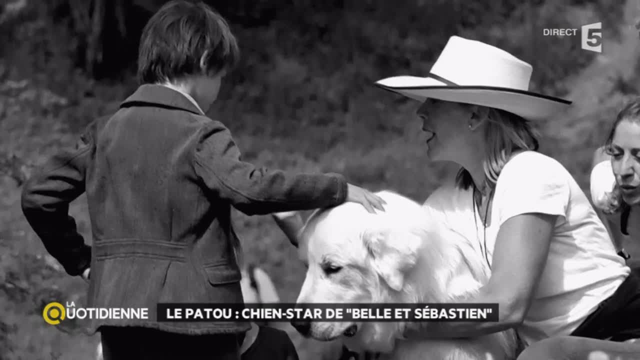 Le Patou, chien-star de “Belle et Sébastien”