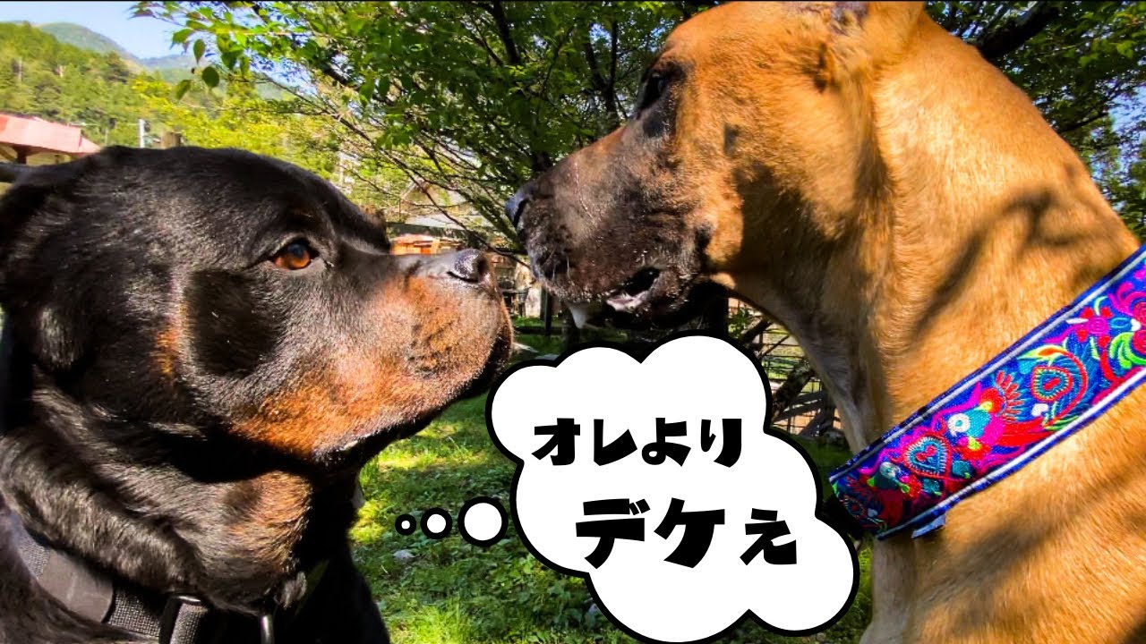 【ドッグラン&沢登り】大型犬ロットワイラーのGWバケーション！