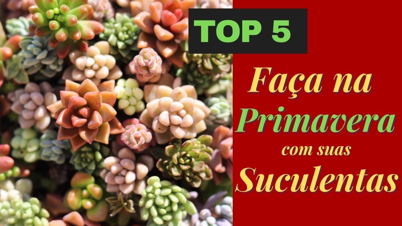 TOP 5  PROCEDIMENTOS para se fazer com as SUCULENTAS na PRIMAVERA/Grazi Bittencourt