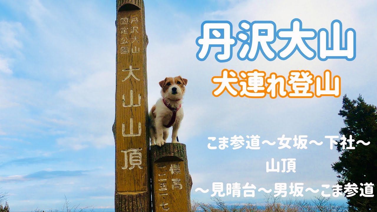 【犬連れ登山】丹沢大山　ひたすら階段登り降り！ / hike with dogs in Japan Jack Russell Terrier / ジャックラッセルテリア