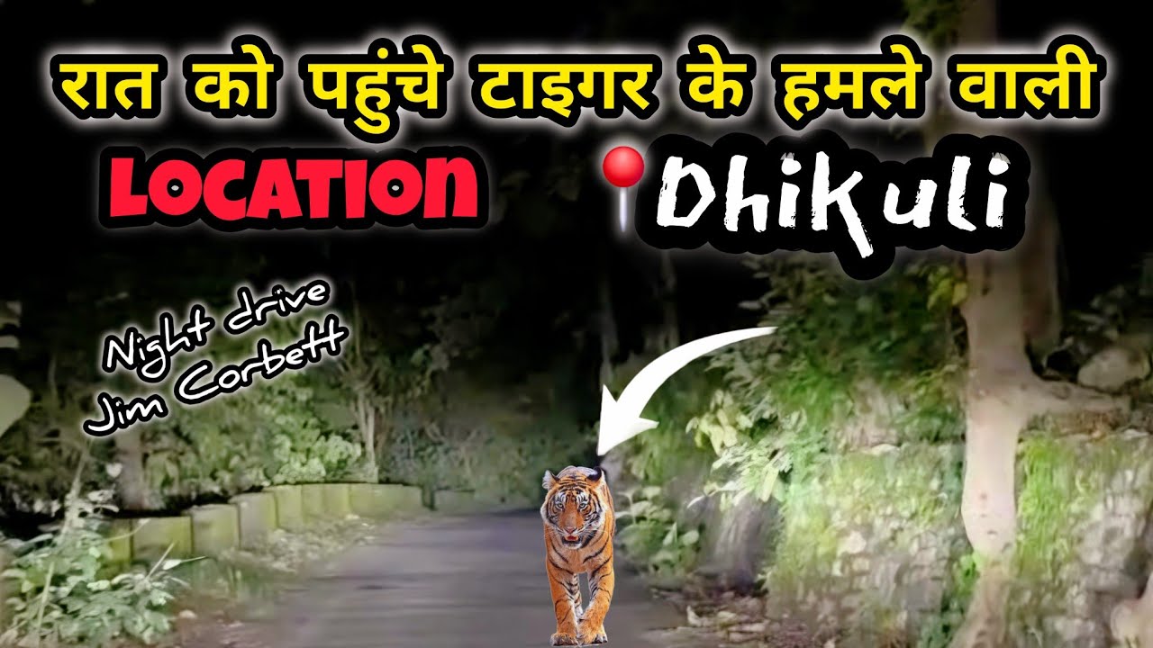 Dangerous Night Drive in Jim Corbett | Tiger Kills Lady | Mohan night Drive | Tiger Alarm Call