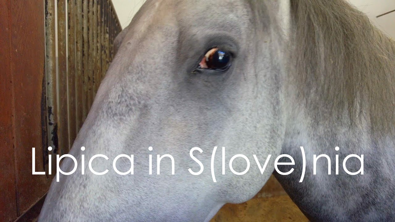 Lipica and the Lipizzaner in Slovenia