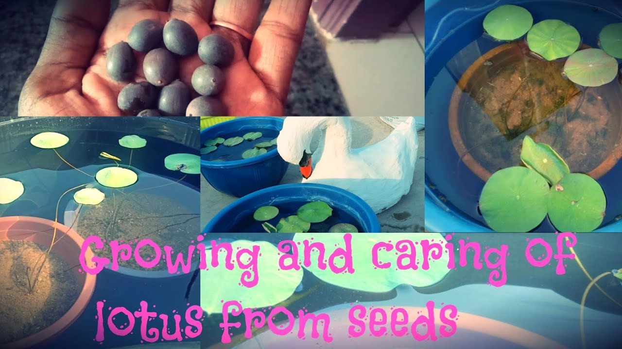 Growing lotus from seeds- Tamil| Beginner's Garden
