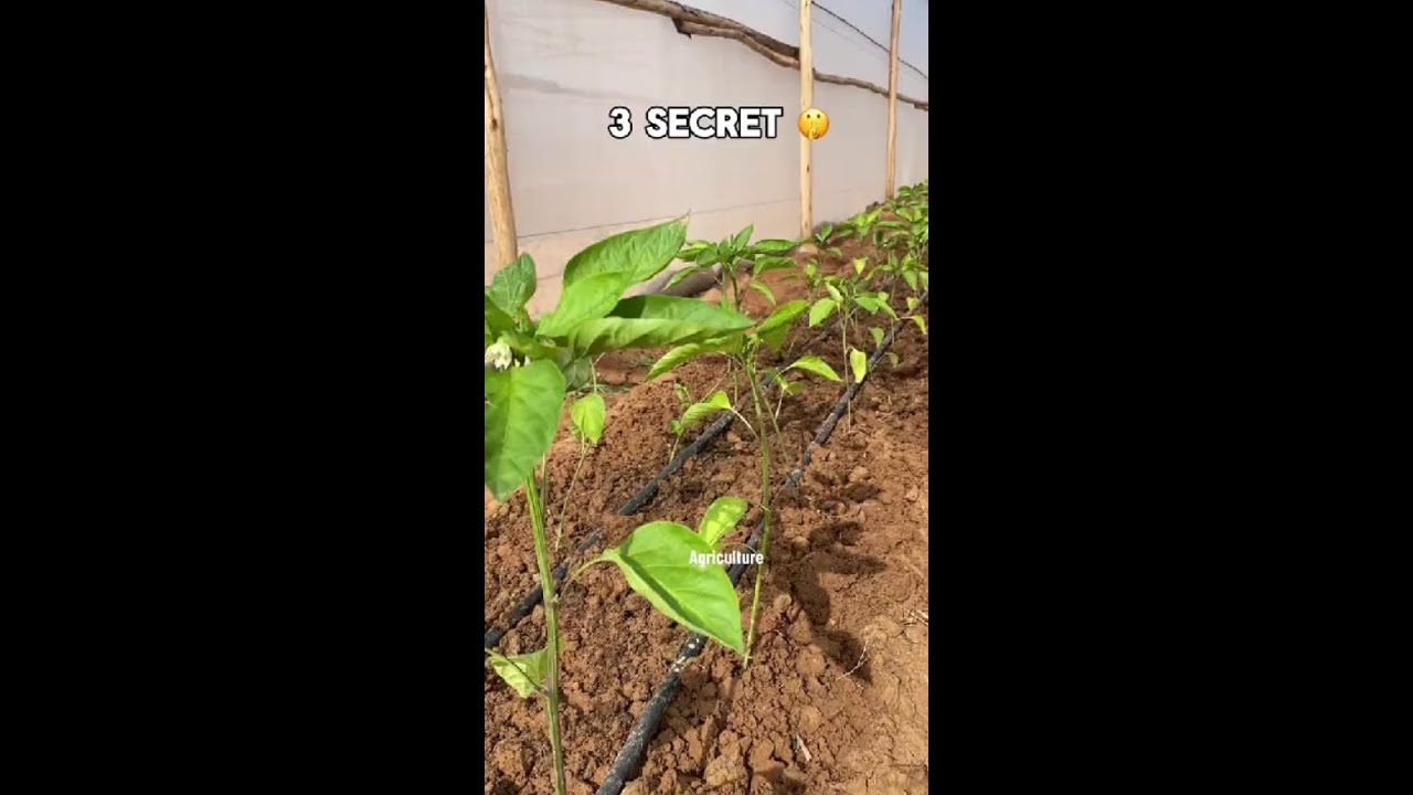 3 Secretes for Agriculture Farming Technics