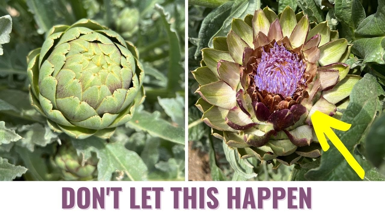 The Secret to Harvesting Perfect Artichokes