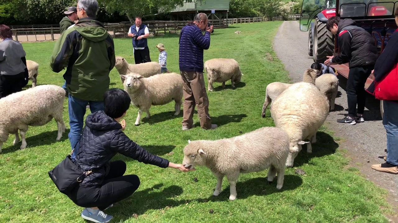 [4K NEW ZEALAND] Taking a famous farm tour at Agrodome, Rotorua