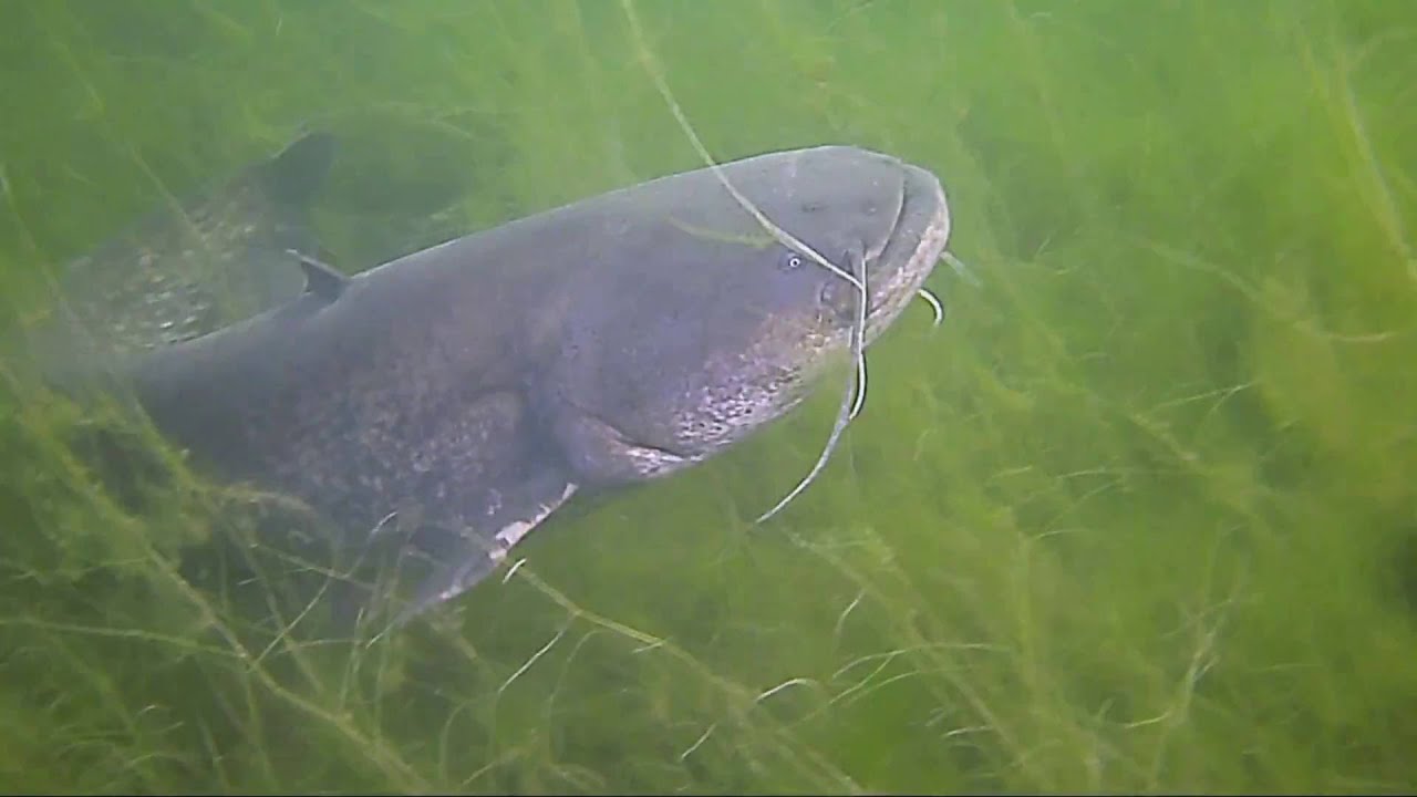 Meerval Toolenburgerplas