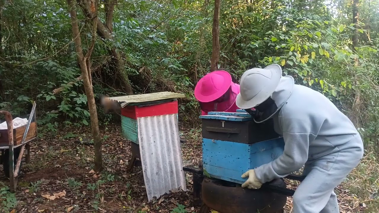 Olá boa tarde colegas apicultores temos poucas esperança de colher mais um mel nos Apiários 