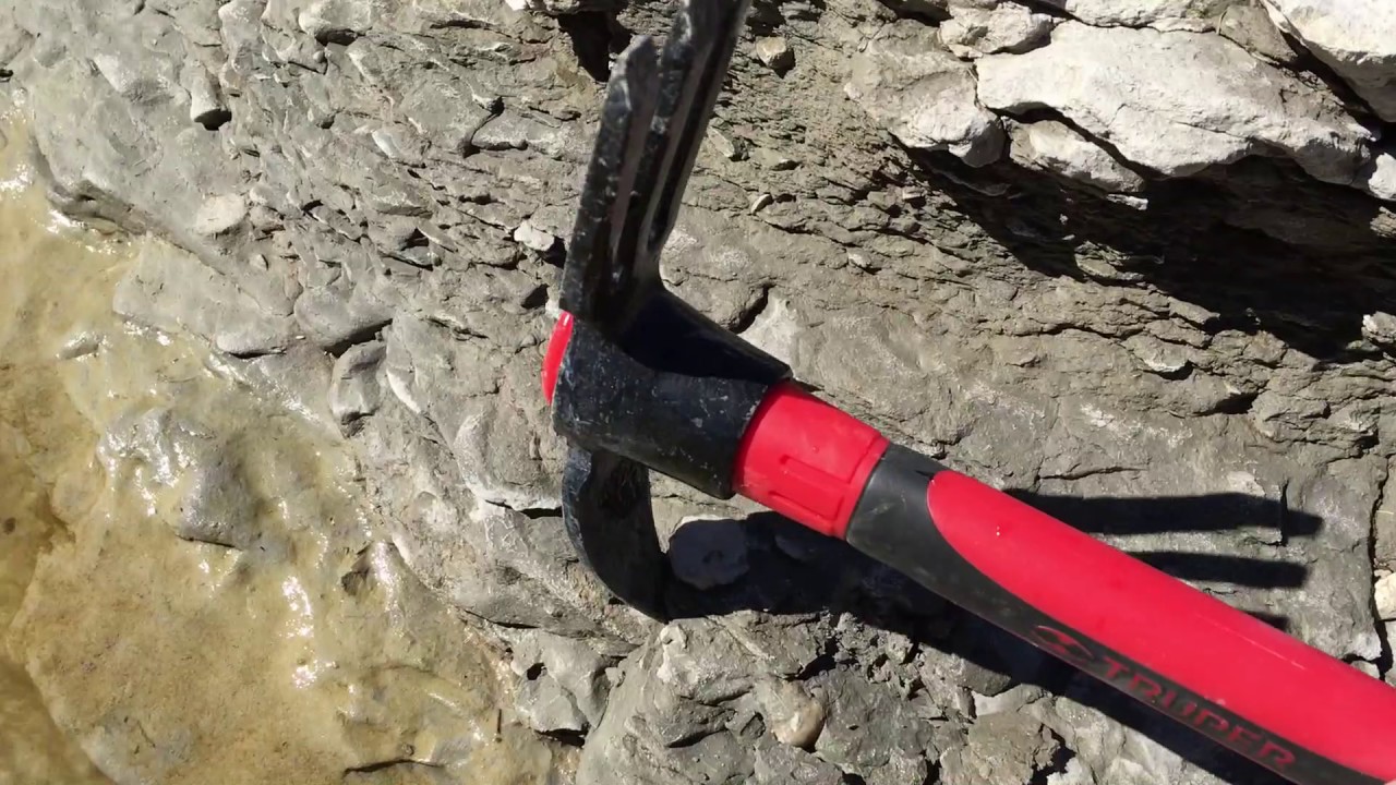 Texas Fossil Hunting for Ammonites and Echinoids