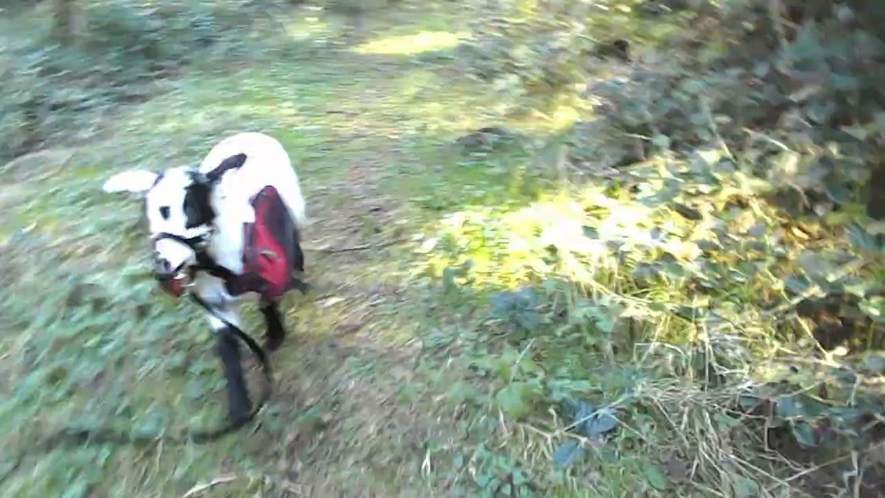 Taking a Walk With Timber - Trail Training Goats