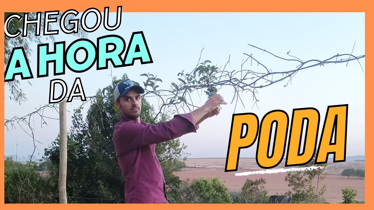 Lavoura de maracujá paro de produzir/ poda drástica passo a passo