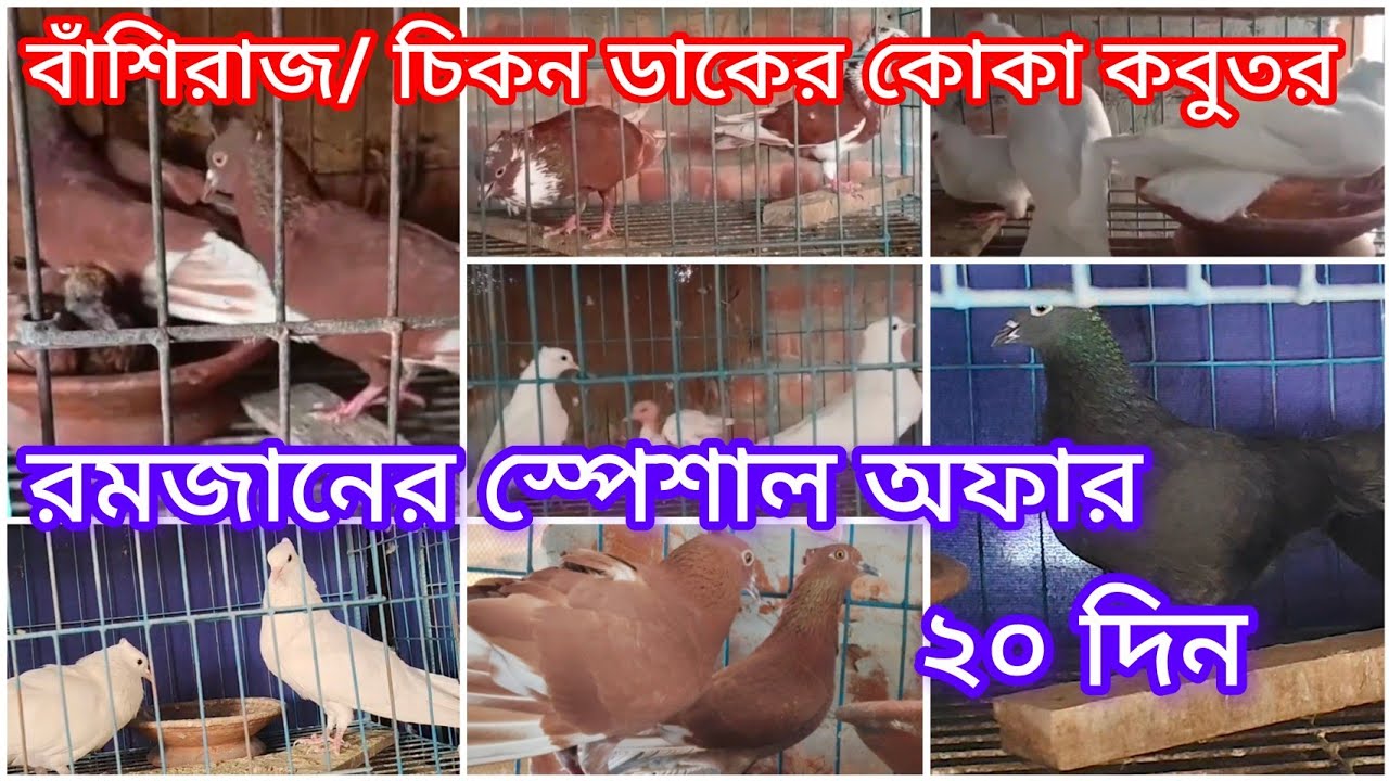 বাঁশিরাজ/ চিকন ডাকের কোকা কবুতর কিনুন ২০ দিনের স্পেশাল অফারে || Koka Pigeon || Pigeon Farm||