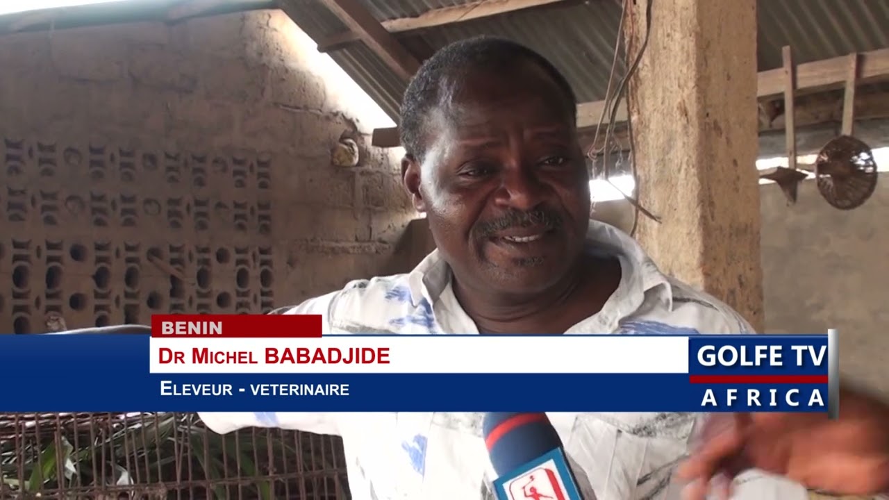 L'élevage au Bénin un secteur à redynamiser pour une autosuffisance alimentaire durable.