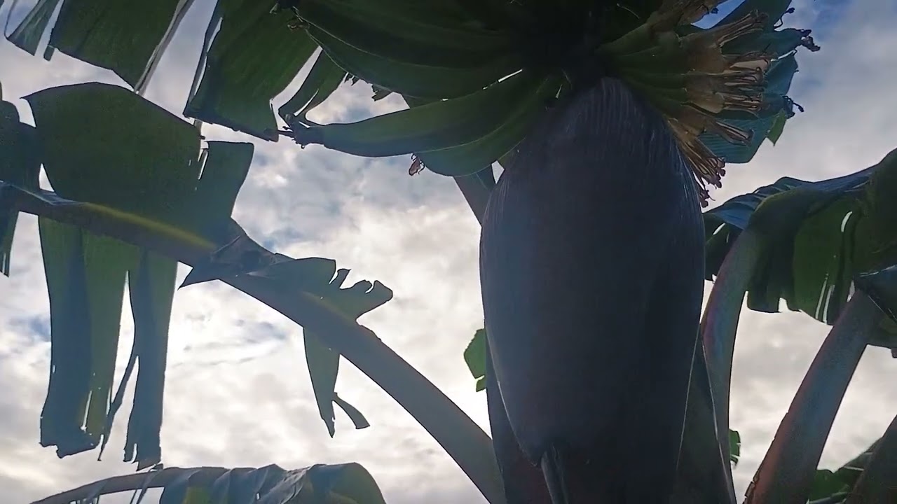 Mostrando minha roça de banana #agro #plantação #bananadaterra 