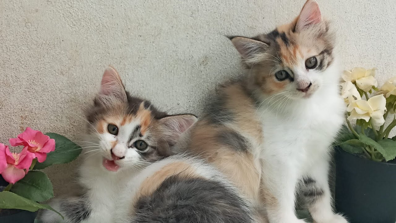 Time Machine Cats !!!! Longest Daily Cat's Story