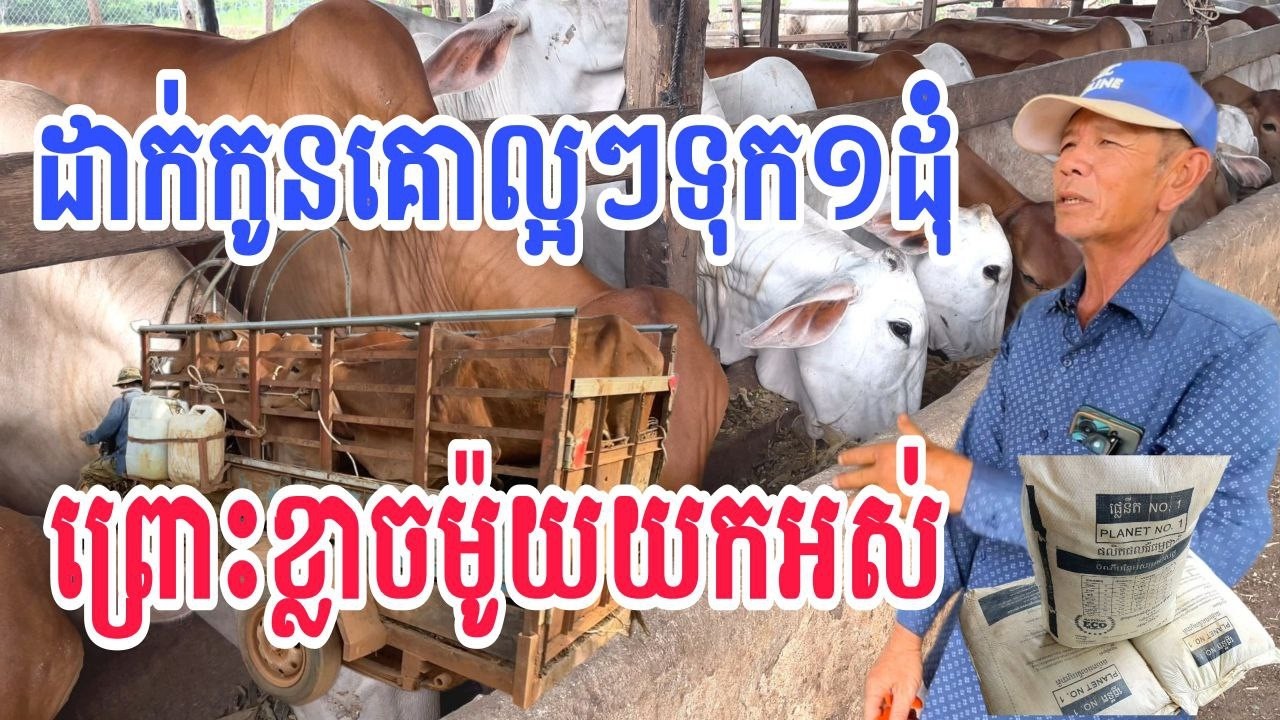 យកកូនគោល្អៗដាក់ទុក១ដុំ ព្រោះខ្លាចម៉ូយចាប់យកអស់/ចាក់ថ្នាំទំលាក់សត្វល្អិត ដាក់ចំណី និងរ៉ែផ្លេនីត