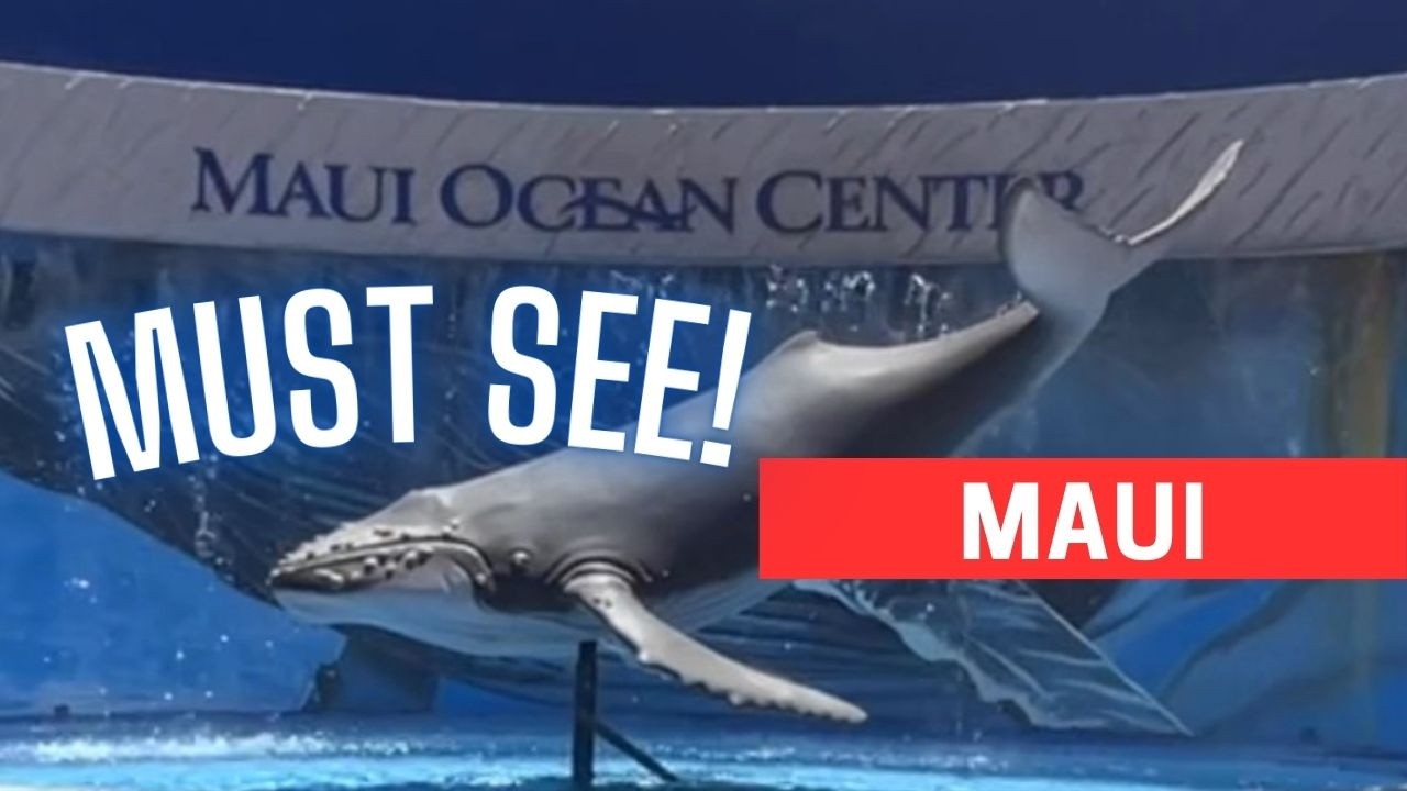 Maui: 5 Reasons to Visit the Maui Ocean Center (Maui Aquarium)