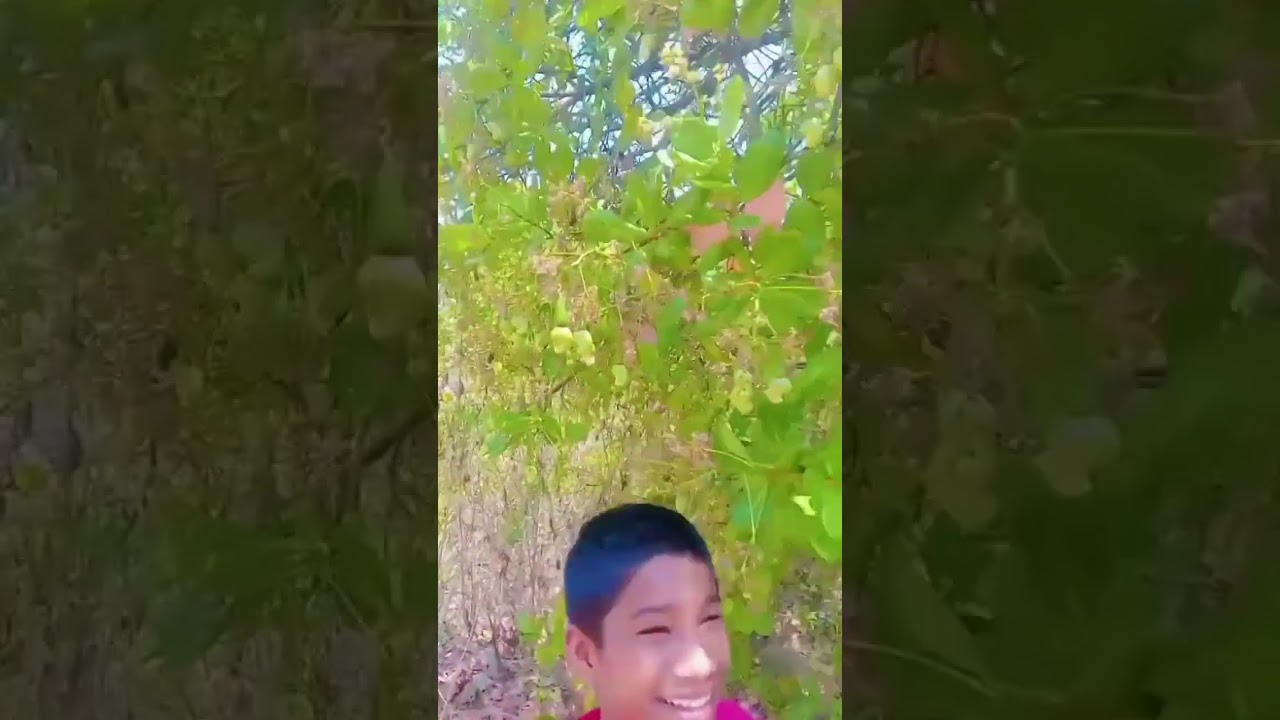 kaju 