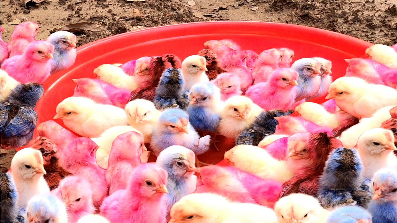 Top 10 Video Catch Animal, Cute Duck, Colorful Chickens, Rainbow Chickens, Animal Care 💦💕💜💜👌💚💙