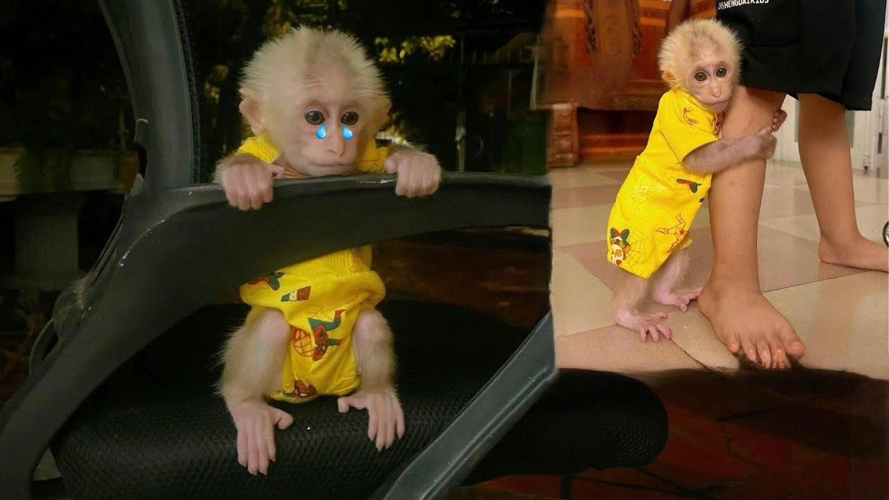 Baby Monkey Lulu is heartbroken because her mom and brother can’t stay with her.