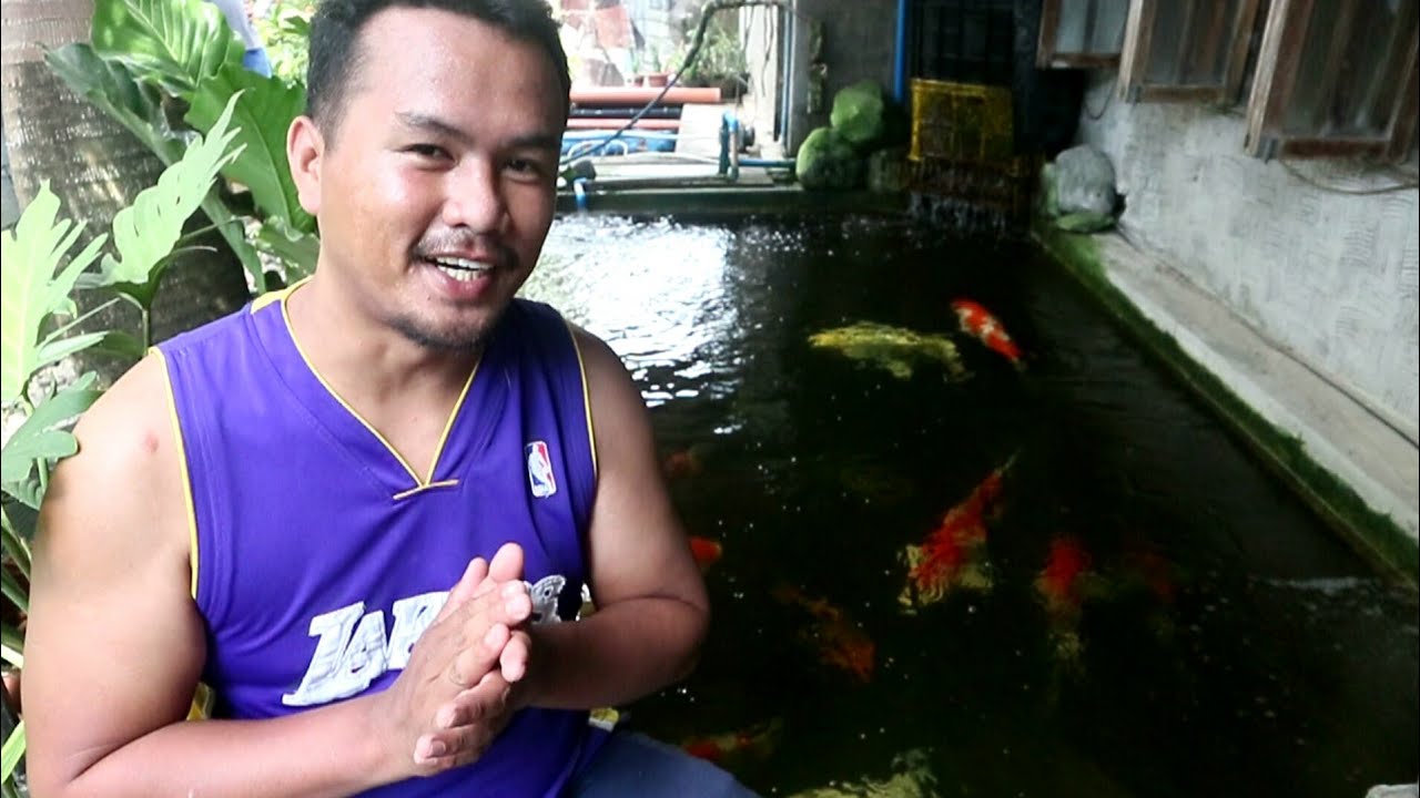 Koi breeding Basic Method | New Koi harvested from mud pond