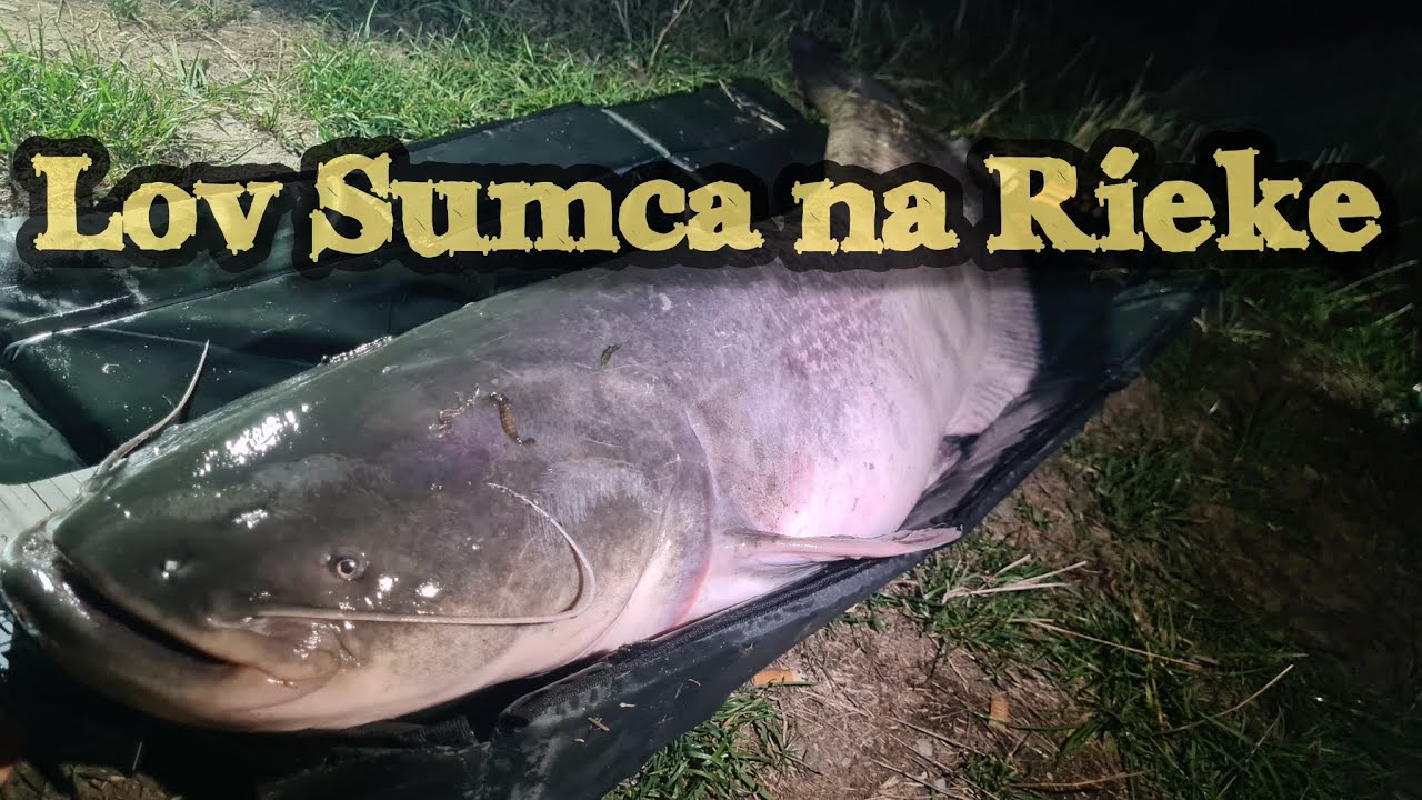 Lov Sumca na Rieke/Lov na Rieke/Lov na Živú rybku/Lov Sumca na Podvodný plavák