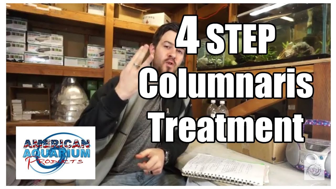 How to: 4 Steps Columnaris Treatment Fish Bacterial Infection