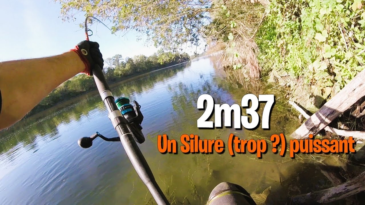 Pêche SILURE du BORD au CLONK en LOIRE :  Je treuille Léon Marchand ou quoi ?? 😯