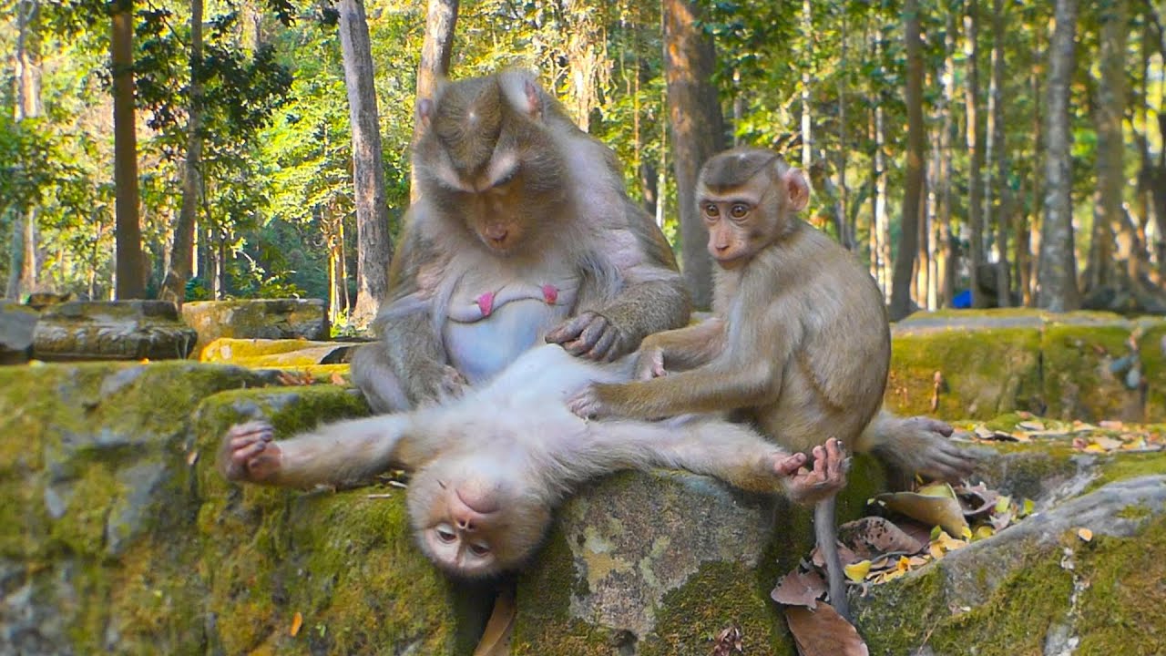 Monkey family bonds: Mama Libby tender moments of comfort her son Leo & Lily