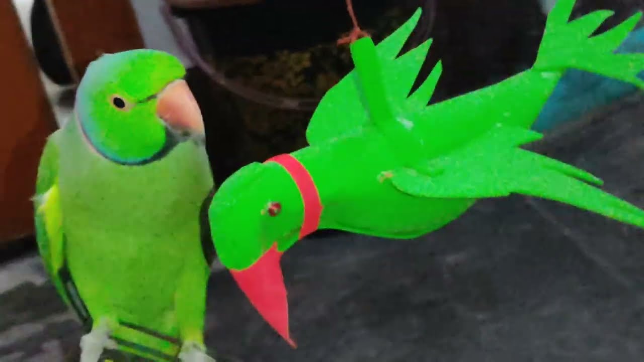 मिट्ठू से मिलने आया उसका पुराना दोस्त 🤣🤔😱✔️#comedy #comedyvideo #parrot 