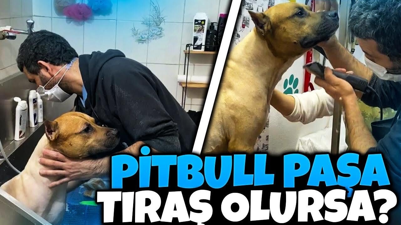 PİTBULL PAŞANIN EN ÇOK KORKTUGU YERE GİTTİK KAÇMAYA ÇALISTI