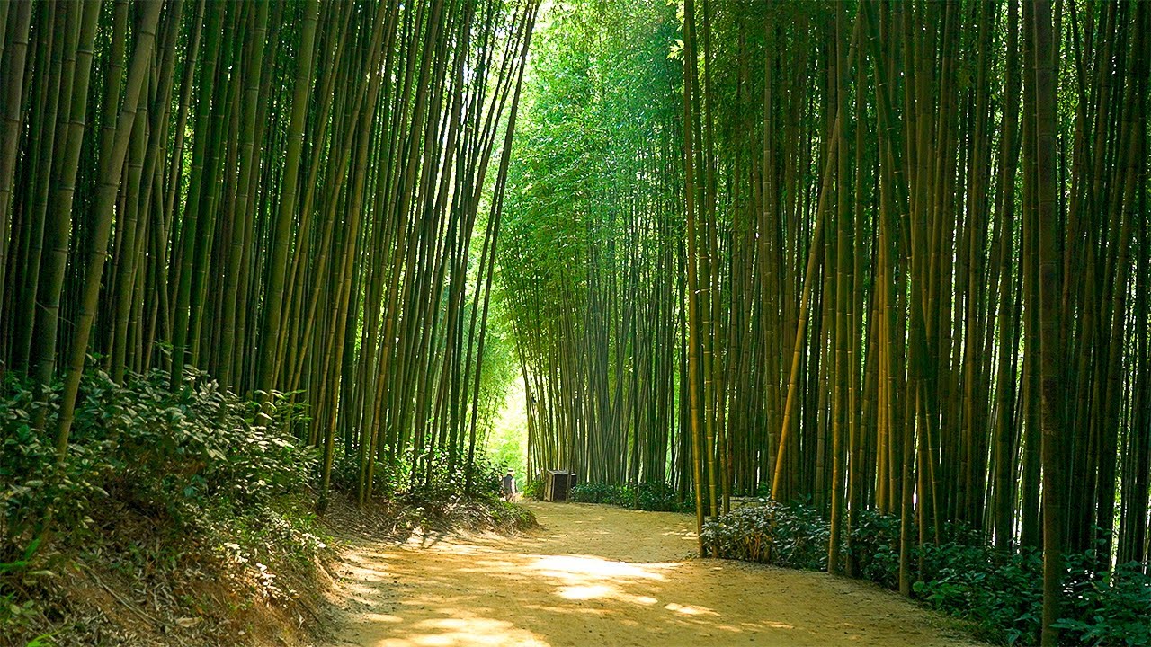 Damyang Morning Walk Metaschequoia Road and Bamboo Forest with Seoul Walker 4K HDR