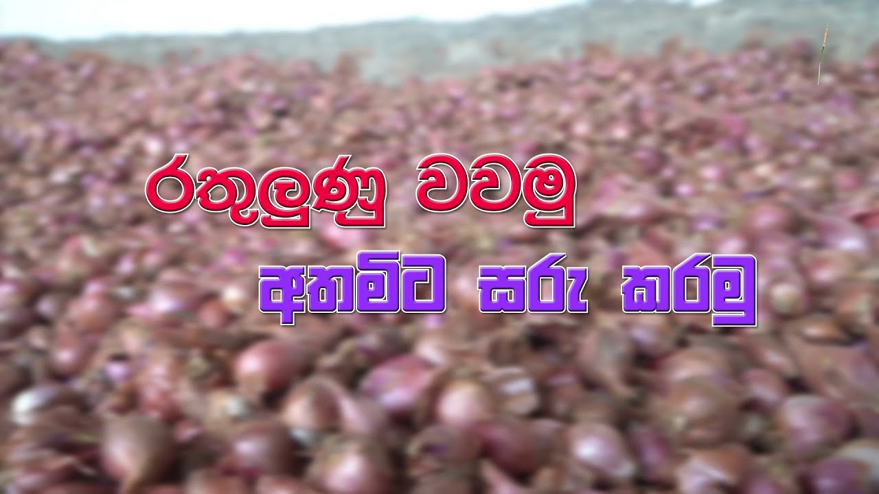 Mihikatha Dinuwo TV Program | රතුලුණු වවමු අතමිට සරු කරමු | 2020 11 27 | Krushi Tv
