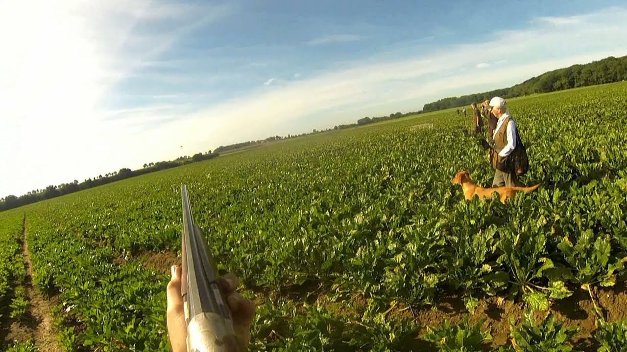 Walked up Partridge shooting for gundog trials training
