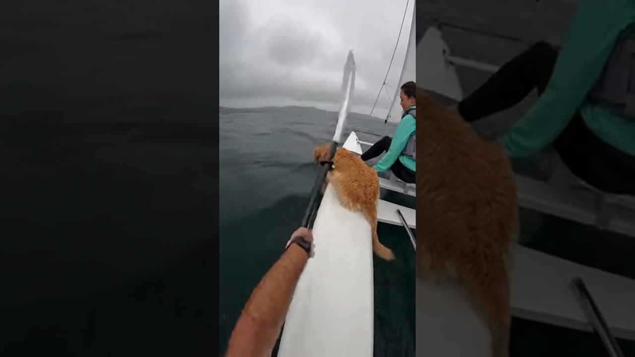 Never take your dog to the ocean casually！Maybe a shark is waiting for it！