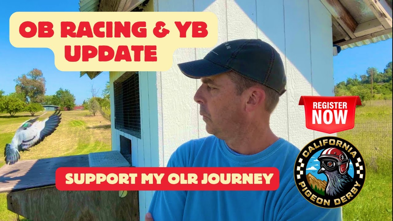 Old Bird Race Results, 2025 Young Birds Preview & New One Loft Race Announcement! 🕊️
