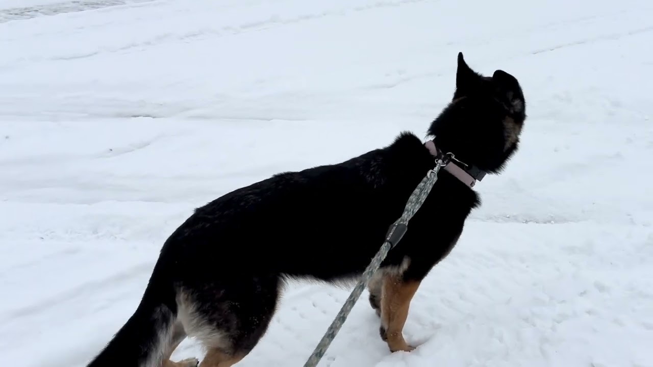 Caminando con Luna 