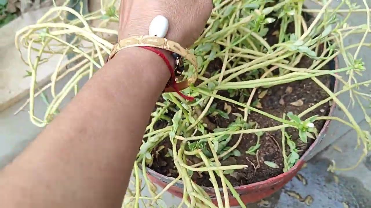 growing tricks of portulaca#ten o'clock# office time#gardening # moss rose