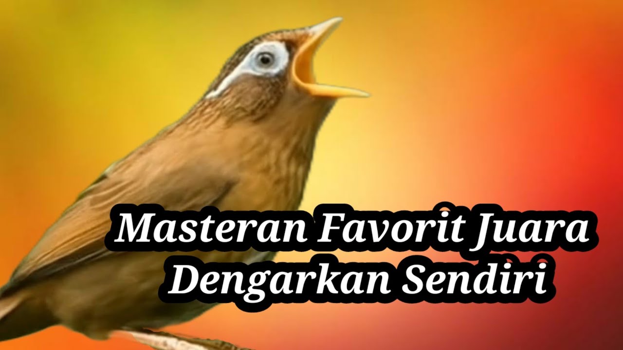 Masteran Favorit Kicau Mania: Suara nya Asli Bikin Ketagihan