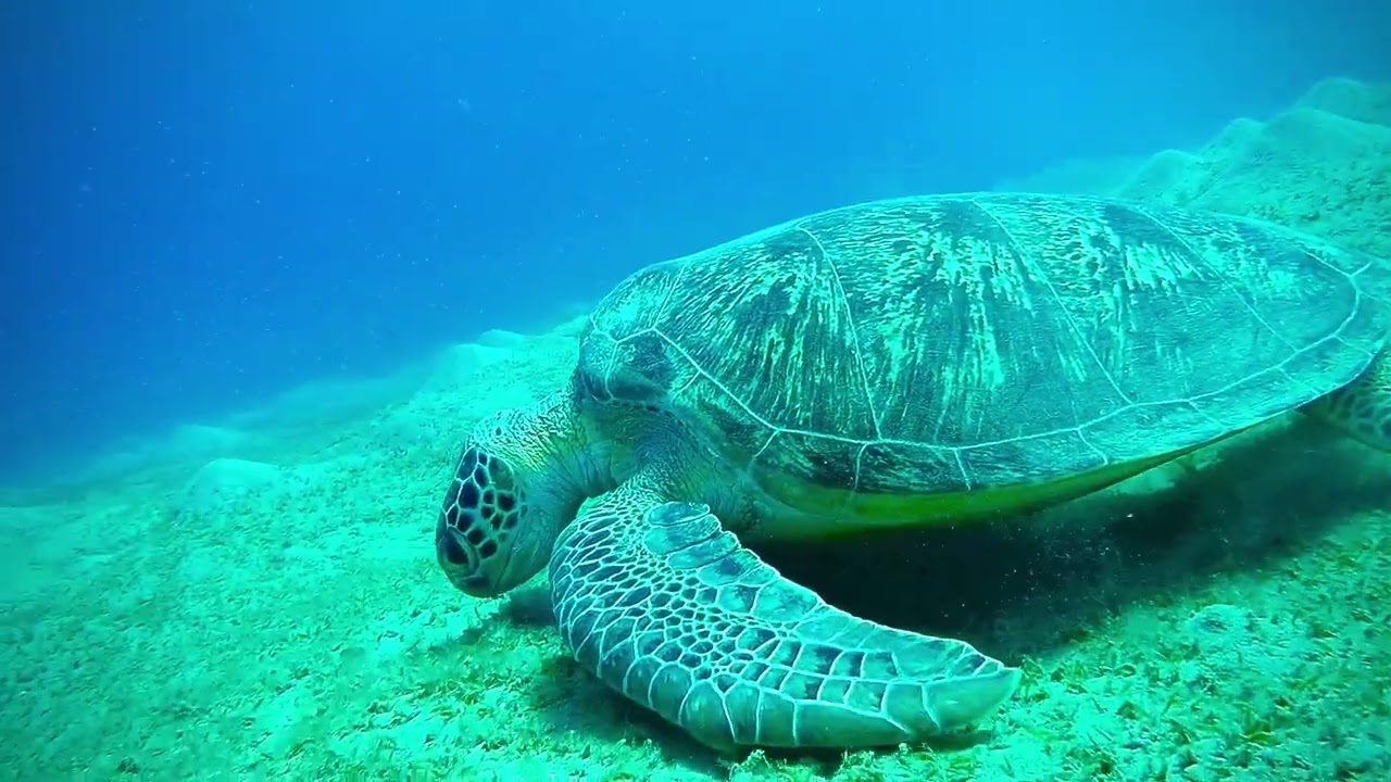 MARSA ALAM EGYPT JANUARY 2026 SNORKEL/FREEDIVE