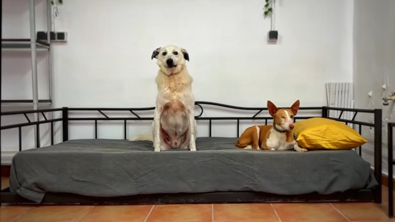 No te pierdas como se hicieron las habitaciones de nuestros perros !!!