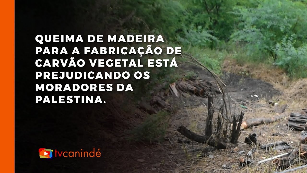 Queima de madeira para a fabrica&ccedil;&atilde;o de carv&atilde;o vegetal est&aacute; prejudicando os moradores da Palestina.