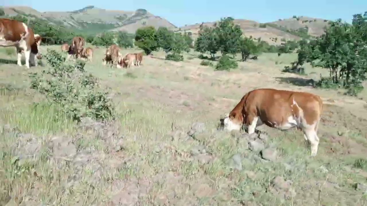 Arkadaşlar yazın çektiğim video umarım beğenirsiniz 