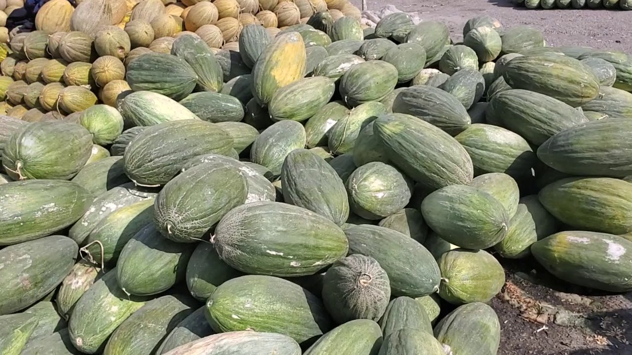 qovun bozori