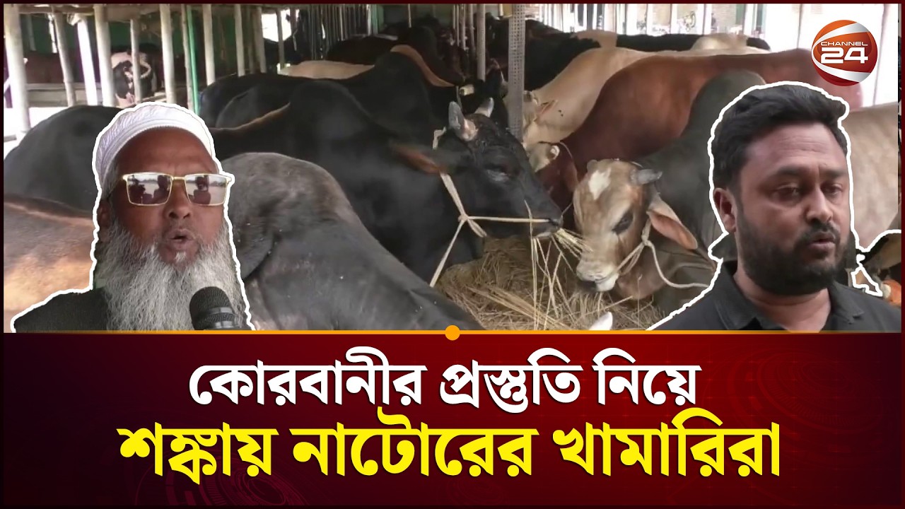 সামাজিক মাধ্যমে গুঞ্জন; ভারত ও যুক্তরাষ্ট্র থেকে মাংস আমদানি করা হচ্ছে | Natore Cow | Channel 24